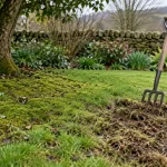 A mossy lawn under a tree beside a fork-aerated strip of turf.