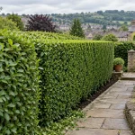 A healthy, neatly shaped hedge beside a stone path in a Shipley garden.