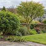 A carefully shaped shrub and small tree beside a West Yorkshire stone garden wall.